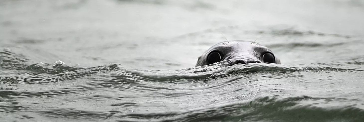seal water